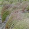 Andropogon Blaze